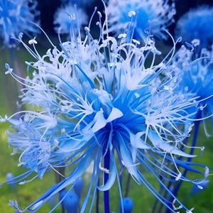Blue Spider Lily Seeds - Etsy Australia