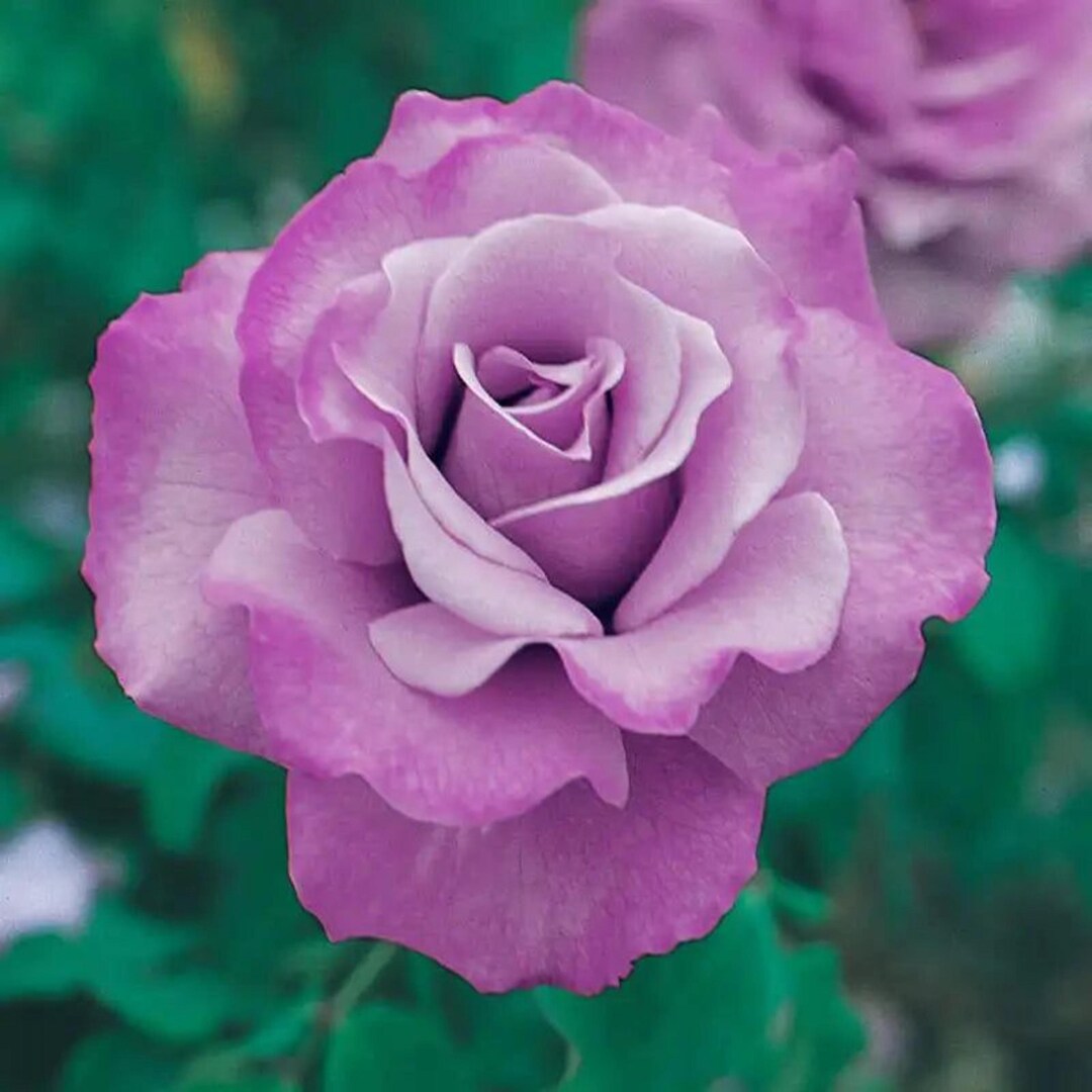 Angel Face Rose – Bare Root Floribunda Lavender Pink - Etsy