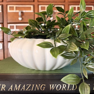 May include: A white ceramic bowl with a ribbed, pumpkin-like shape containing a green leafy plant. The bowl sits atop two stacked books, one with a green spine and one with a black spine featuring gold text that reads Our Amazing World and World of Birds.