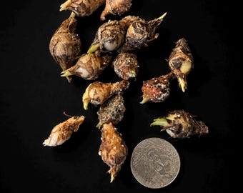 May include: A collection of brown, bulb-like plant seeds with small green sprouts, scattered on a black surface. A silver coin is included for size comparison. The seeds have a rough, textured appearance.