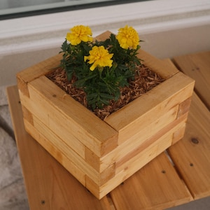 Könnte beinhalten: Ein quadratischer Blumenkasten aus Holz mit leuchtend gelben Blumen. Die Box besteht aus hellem Holz und steht auf einer Holzoberfläche. Die Blumen haben grüne Blätter und sind von Mulch umgeben.