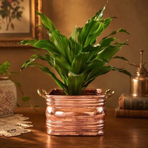 May include: A vibrant green leafy plant potted in a square, metallic copper-toned container. The planter features horizontal ribbed detailing along its sides and small, curved handles on opposite ends, providing a polished, reflective finish.