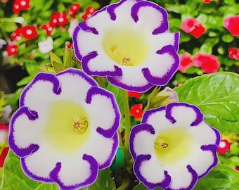 Gloxinia Brocade Flower Seeds | Multicolor Velvety Blooms, Shade Loving, Perennial Style (1000+ Seeds)