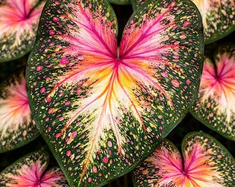 Solar Nebula Caladium Bulbs | Speckled Heart Leaf Plant