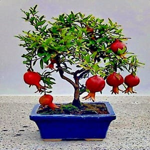 May include: A pomegranate bonsai tree with small green leaves and several bright red, round pomegranate fruits hanging from its branches. The tree is planted in a rectangular, deep blue ceramic pot filled with dark soil and moss.