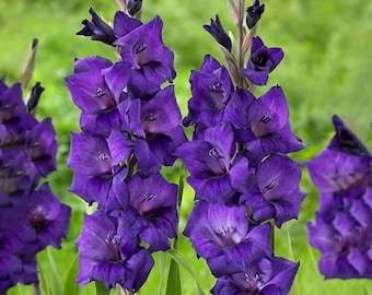 Bulbi di gladiolo viola / Eleganti fioriture da giardino