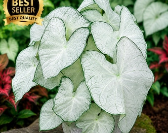 Moonlight Caladium Bulbs | Fancy Leaf Tropical Plant