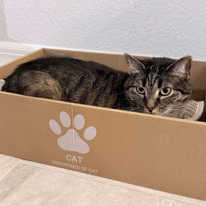 May include: A tabby cat rests inside a brown cardboard box. The box has a paw print logo and the text "CAT FOOTPRINTS OF CAT". The cat is brown and black with green eyes.