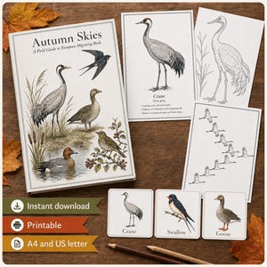 May include: A field guide titled Autumn Skies: A Field Guide to European Migrating Birds, featuring illustrations of various birds, alongside three individual bird cards labeled Crane, Swallow, and Goose, and two larger bird study sheets.