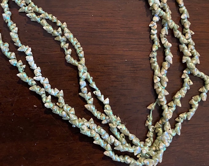 Antique Tasmanian Aboriginal Marineer Irridescent Tiny Rainbow Sheen ...