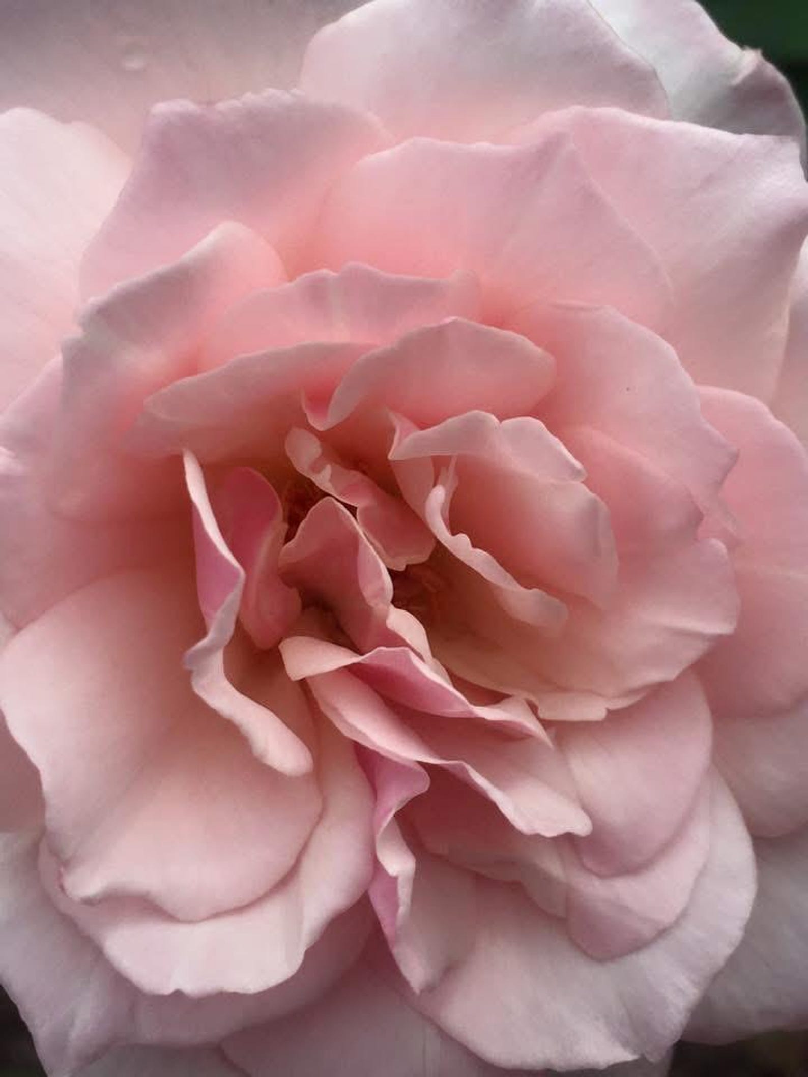 Soft Pink Rose Photography Print – Romantic Floral Wall Art – Botanical ...