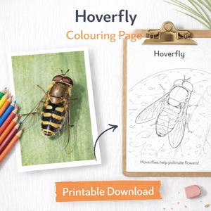 Puede incluir: Una página para colorear imprimible con un sírfido, con una ilustración detallada del insecto en una hoja. La imagen incluye una fotografía de un sírfido y un juego de lápices de colores.