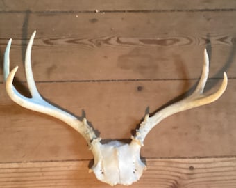 Antlers Five Point Shed Buck White Tail Deer Large Vintage