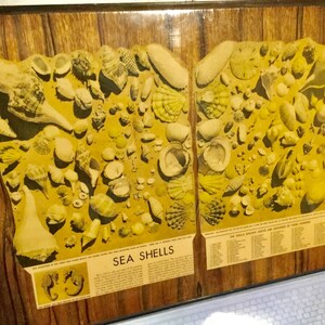 Seashell Identification Plaque Florida