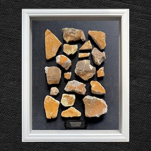 May include: A framed display of fossilized turtle shell fragments. The fragments are various sizes and shapes, with a mix of tan, orange, and brown hues. The fragments are arranged on a black background within a white frame. A small label at the bottom reads "Fossilized Turtle Shell Fragments."