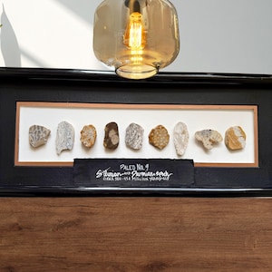 May include: A framed display featuring nine fossil specimens. The fossils are various shapes and colors, mounted on a white background with a copper-colored border. A black label at the bottom reads "Paleo No. 9 Silurian and Devonian Epoch Circa 350-450 Million Years Old."