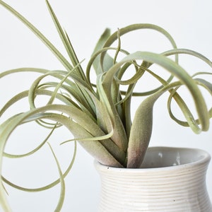 Tillandsia artificial verde/gris de 8 pulgadas
