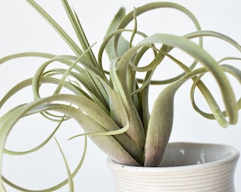 8" Faux Green/Gray Tillandsia Succulent Pick