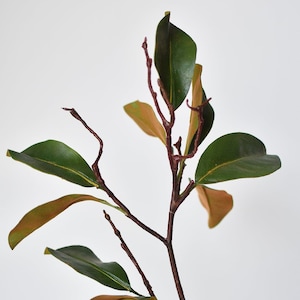 26" Magnolia Leaf Branch