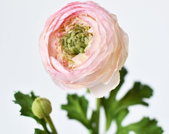 Puede incluir: Una sola flor de ranúnculo rosa con un capullo y hojas verdes. La flor está en plena floración y tiene un aspecto delicado y en capas.