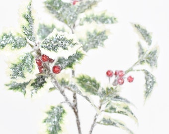 May include: A frosted holly sprig with red berries. The leaves are green and white.