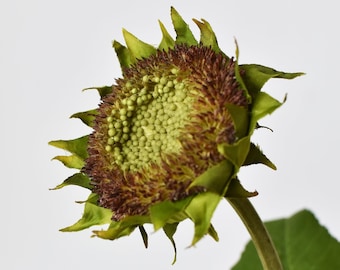 Peut inclure: Gros plan sur un bouton de tournesol vert avec des accents bruns. Le tournesol est sur une tige avec une seule feuille verte.