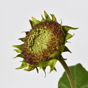 28" Aged Brown Sunflower Stem