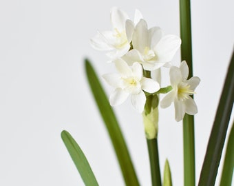 17.5" Faux Paperwhites w/ Bulb