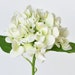 see more listings in the Floral Stems section