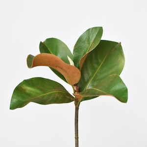 May include: A close-up of a magnolia branch with green leaves and a brown stem. The leaves are arranged in a fan shape, with the stem extending from the center.