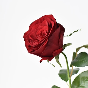May include: A single, deep red rose with green leaves and stem. The rose is in full bloom and has a velvety texture.