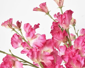 22" Faux Fuchsia Sweet Pea Stem