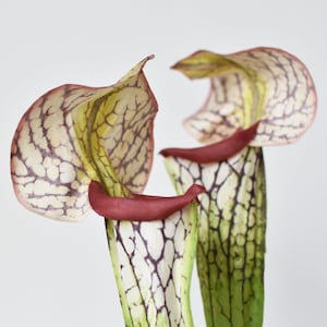 28" Faux Green/Burgundy Pitcher Plant Stem