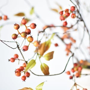 May include: A close-up of a branch with small, orange-red berries and brown twigs. The berries are clustered together and some are partially obscured by the leaves. The leaves are a mix of green and brown, with some leaves being fully brown and others being partially brown.