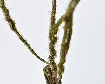 36" Faux Mossy Brown Twig Branch Stem