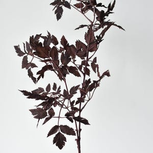 May include: A single stem of burgundy-colored leaves and branches against a white background. The leaves are small and detailed, with a slightly serrated edge. The stem is a deep burgundy color, and the overall effect is elegant and natural.