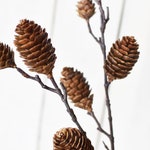 Pine Branches