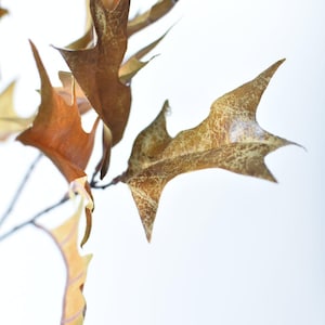 May include: A close-up of a branch with several brown, dried oak leaves. The leaves have a textured, cracked surface and are arranged in a cluster.