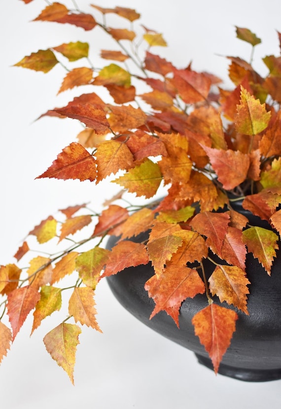 Birch Autumn Leaves Birch Autumn Leaves