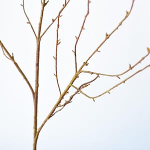 May include: A brown twig branch with many small branches extending out from the main branch. The branch is isolated against a white background.
