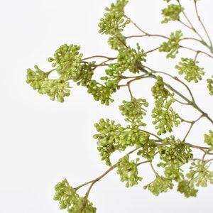 May include: A sprig of green dried flowers with small, round buds. The flowers are arranged in clusters along the stem.