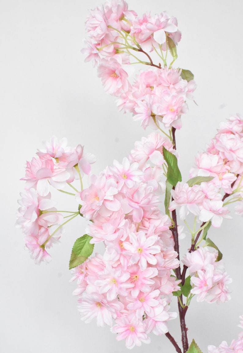 Puede incluir: Primer plano de una rama con racimos de flores de cerezo de color rosa claro. Las flores tienen m&uacute;ltiples capas de delicados p&eacute;talos y centros amarillos. Hojas verdes se intercalan entre las flores. La rama es marr&oacute;n y el fondo es blanco.