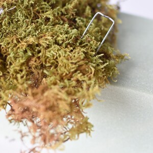 May include: Close-up of green and brown moss with a silver metal staple. The moss has a textured appearance and is likely used for decorative purposes or in crafts. The background is a light gray color.