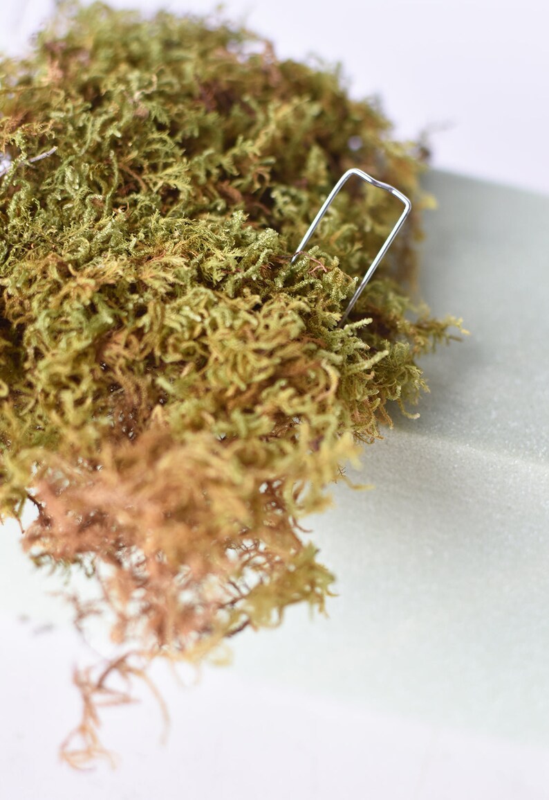 May include: Close-up of green and brown moss with a silver metal staple. The moss has a textured appearance and is likely used for decorative purposes or in crafts. The background is a light gray color.