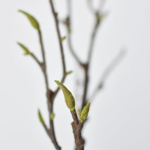 May include: A close-up of a bare branch with several small green buds emerging from the tips. The branch is against a white background.