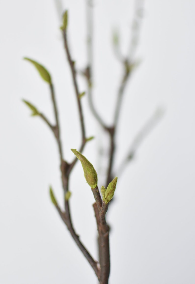 May include: A close-up of a bare branch with several small green buds emerging from the tips. The branch is against a white background.