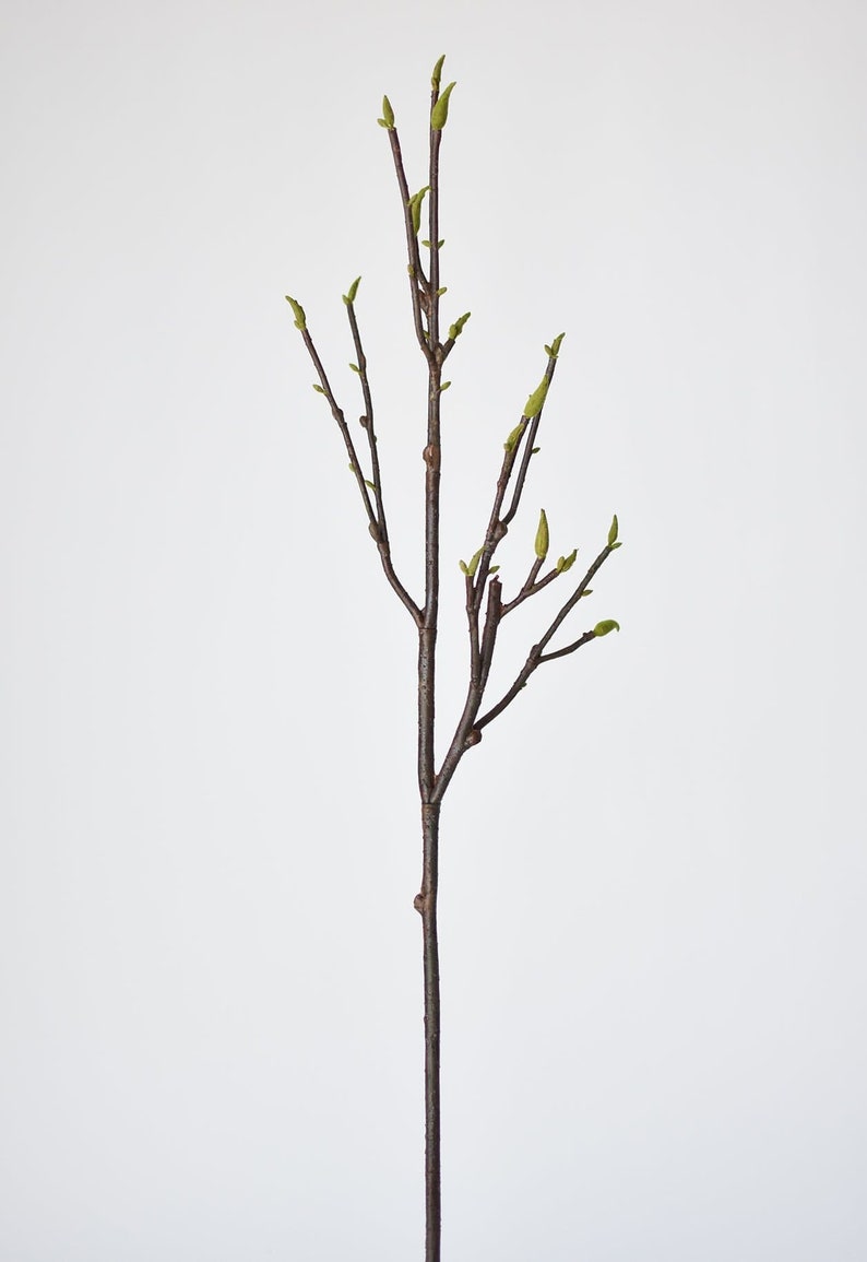 May include: A single brown twig with small green leaves sprouting from it. The twig is about 30 inches long and is isolated against a white background.
