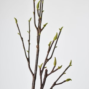 May include: A twig with multiple branches and small green buds, against a white background.