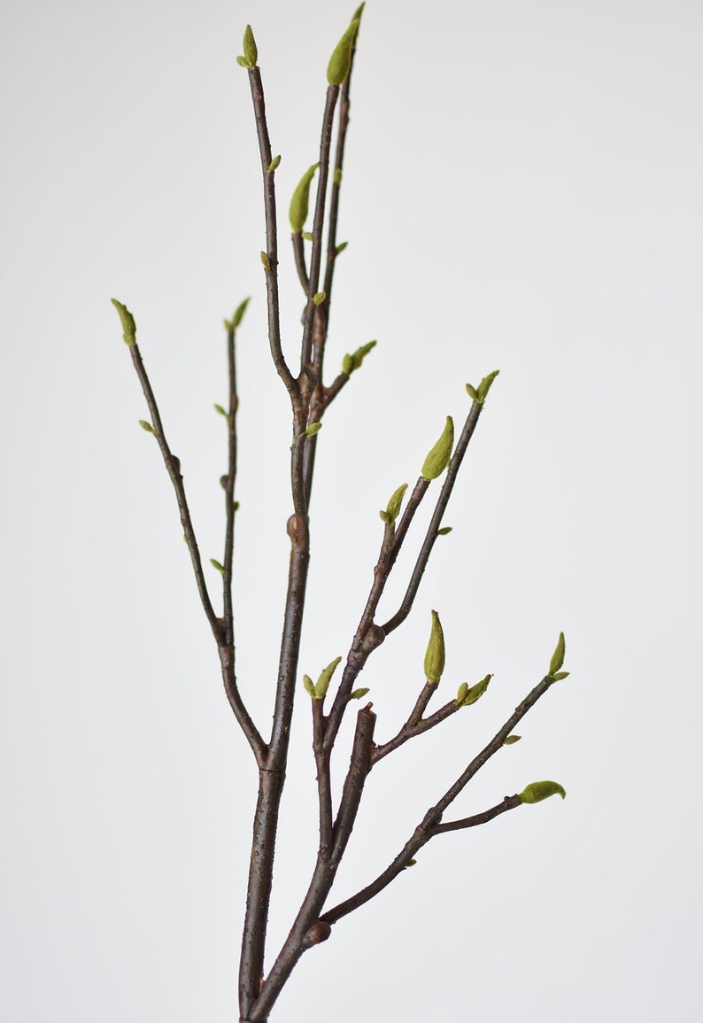 May include: A twig with multiple branches and small green buds, against a white background.