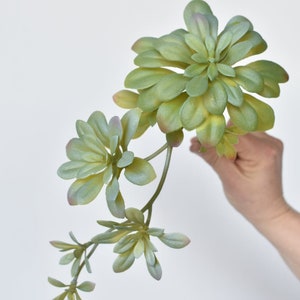 May include: A green succulent plant with multiple stems and leaves. The plant is arranged in a bouquet-like shape.